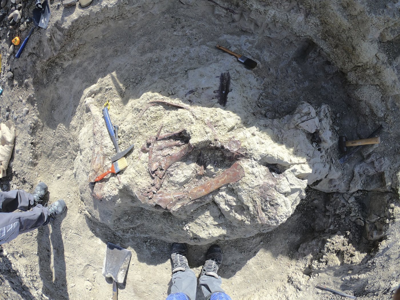 Scientists discover a new dinosaur from Argentina with a crocodile bone in its mouth | iNFOnews.ca