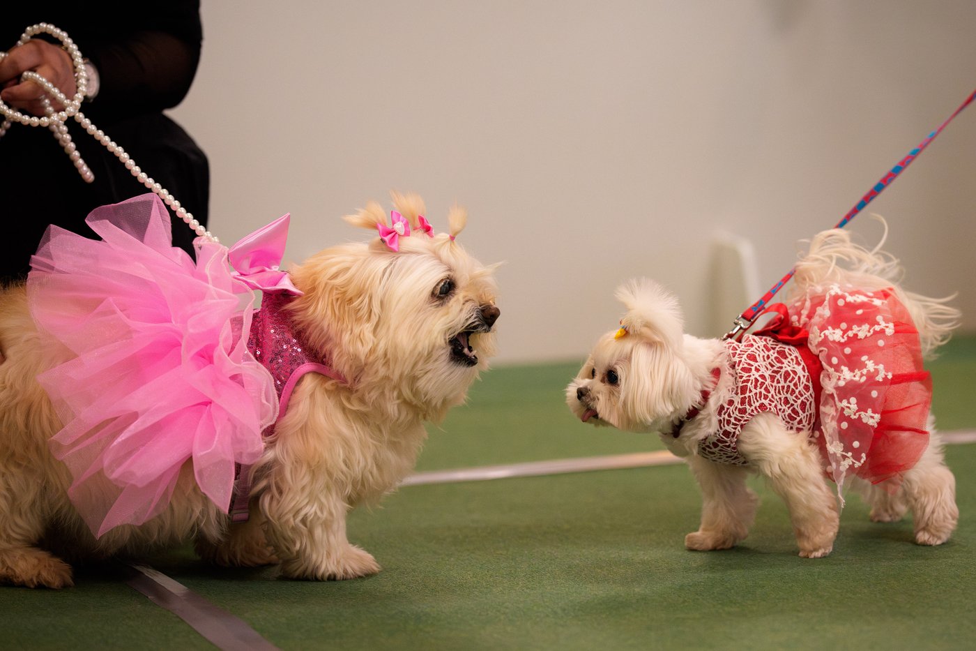 Photos of pets dressed up in costumes for Romania’s annual animal expo | iNFOnews.ca