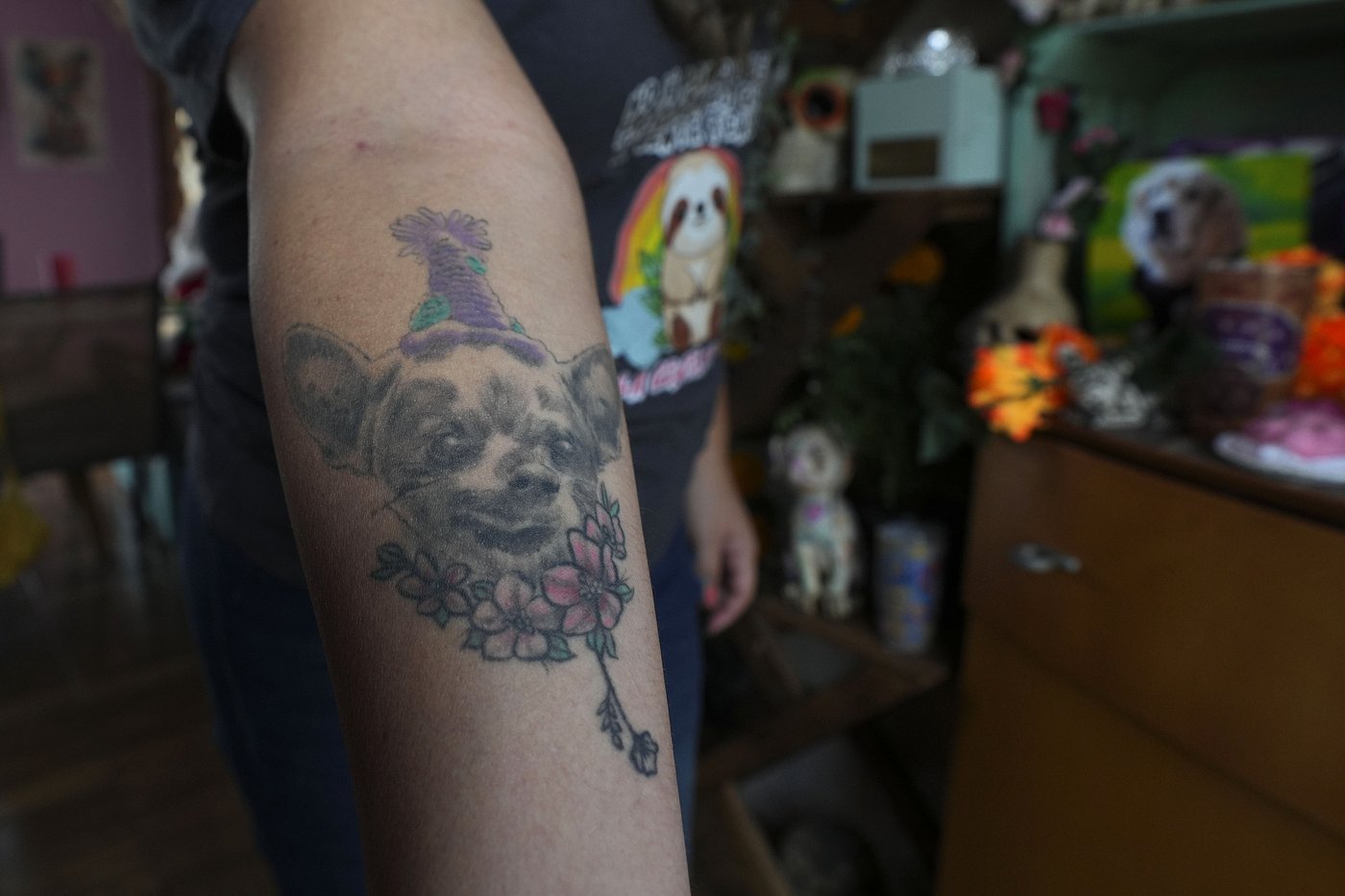 Pets join Mexico's Day of the Dead celebrations, as Fido and Tiger get their own altars | iNFOnews.ca Pets join Mexico's Day of the Dead celebrations, as Fido and Tiger get their own altars | iNFOnews.ca