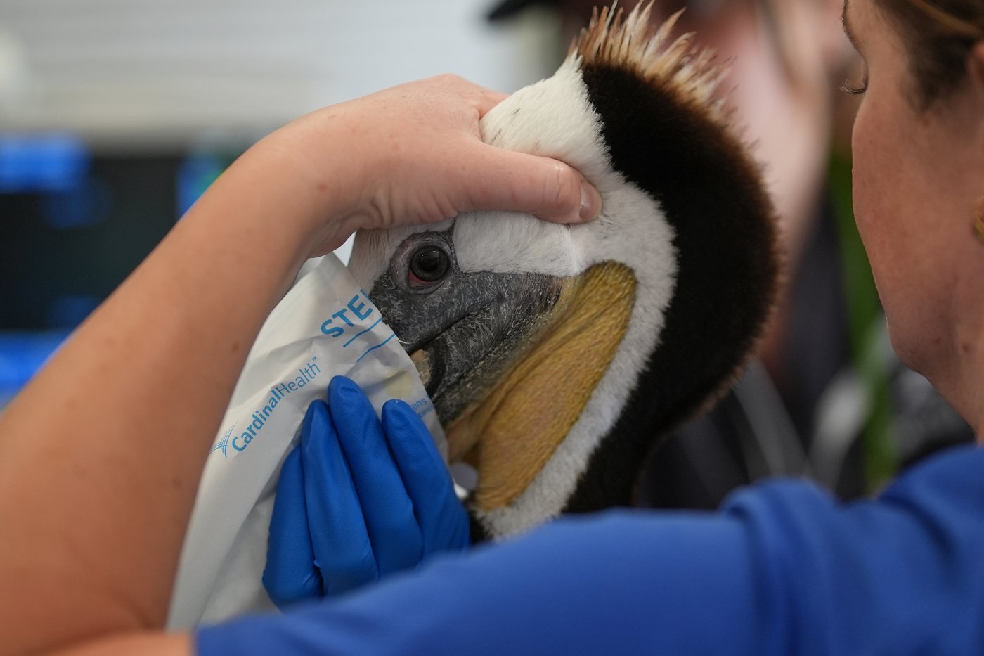 A marine heat wave caused seabird deaths off California. El Nino could worsen the die-off | iNFOnews.ca