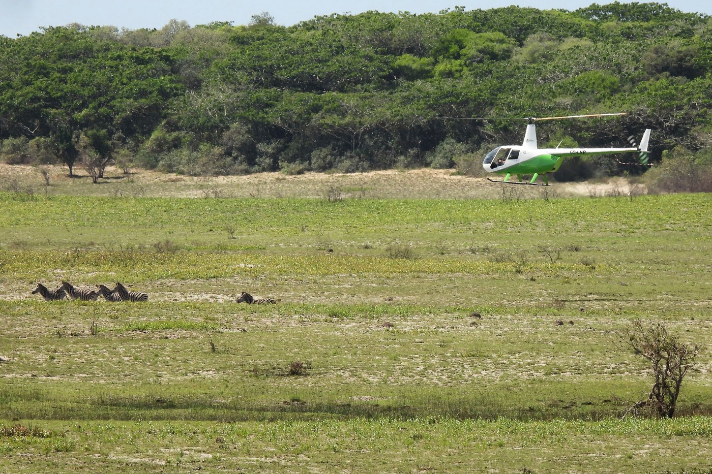 Reviving this African game reserve meant catching and transporting hundreds of wild animals | iNFOnews.ca