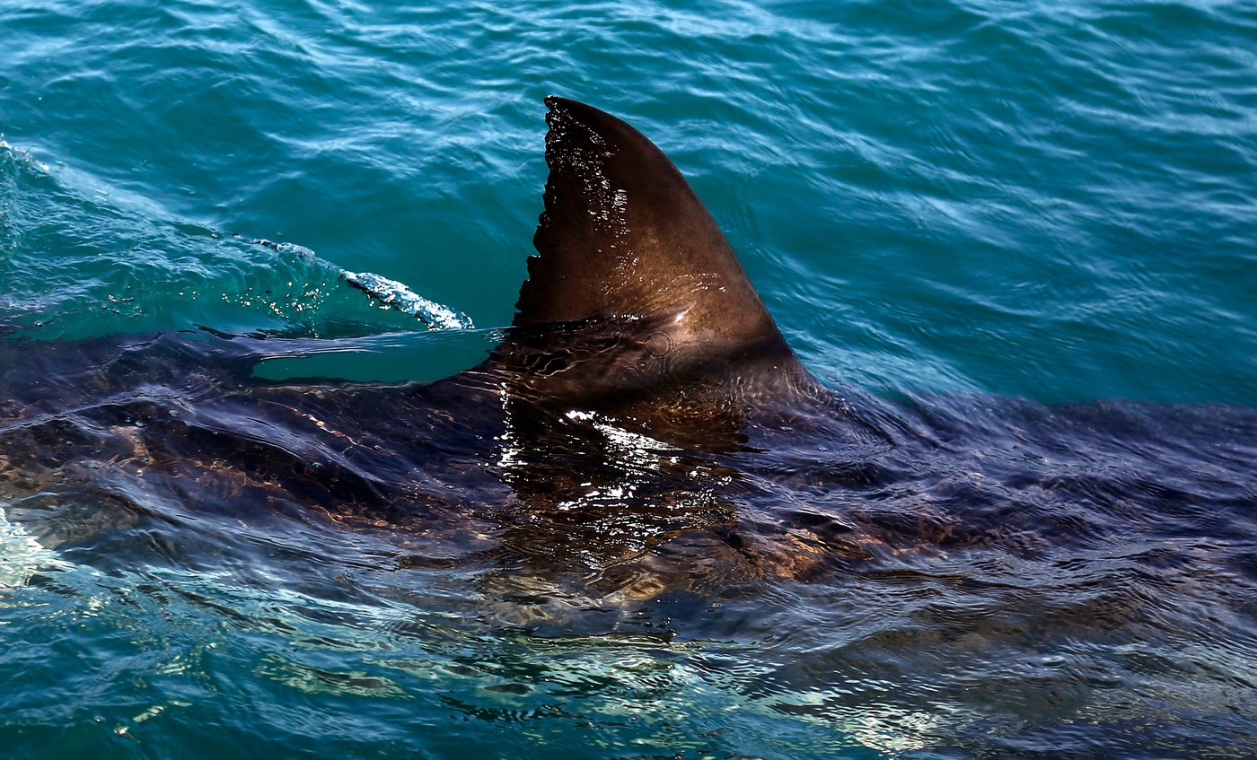 Shark kills woman swimming off South Africa's Eastern Cape, beaches closed | iNFOnews.ca Shark kills woman swimming off South Africa's Eastern Cape, beaches closed | iNFOnews.ca