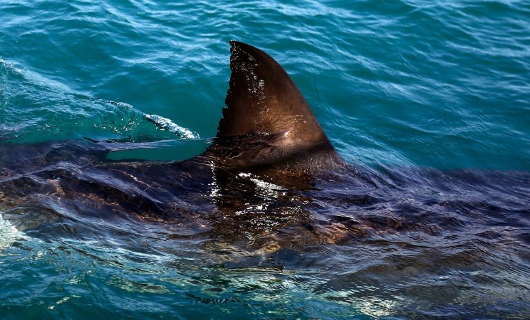 Shark kills woman swimming off South Africa's Eastern Cape, beaches closed | iNFOnews.ca