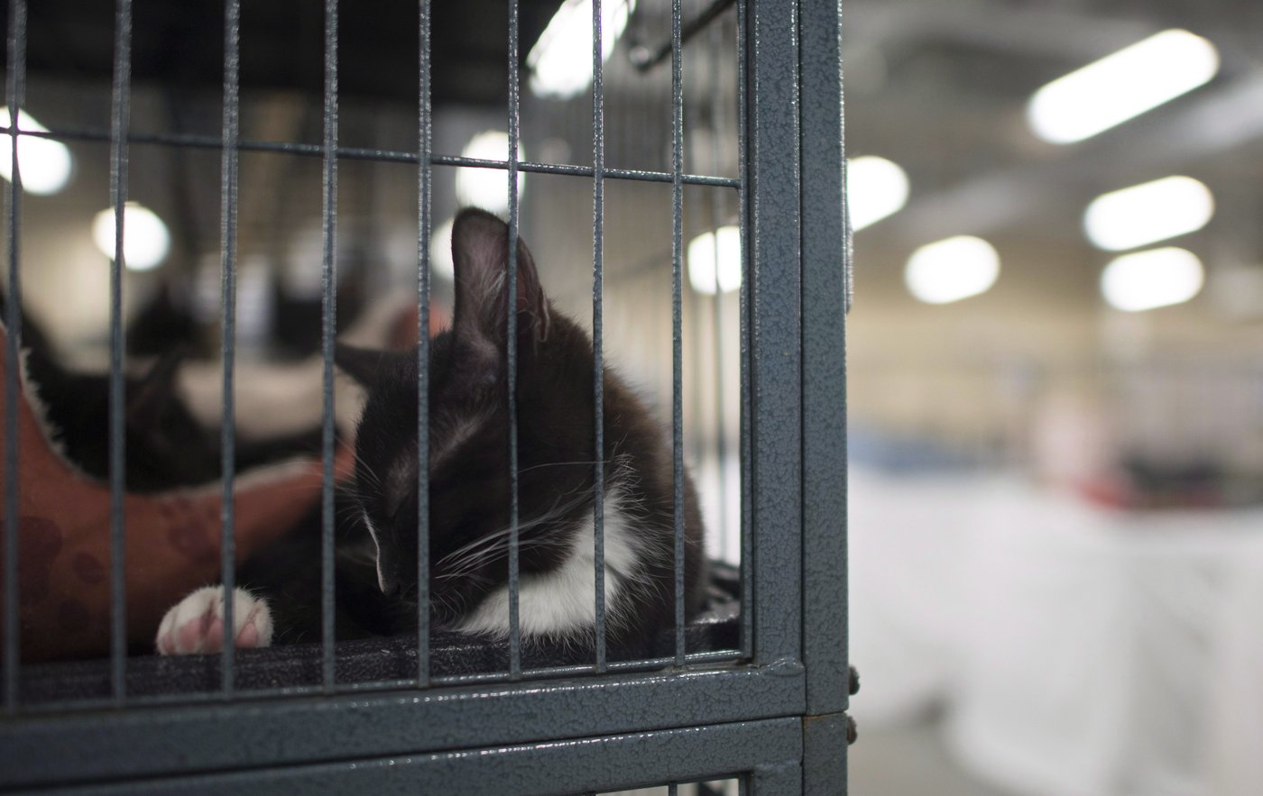 B.C. woman pleads guilty to attempting to euthanize cat with fentanyl: SPCA | iNFOnews.ca