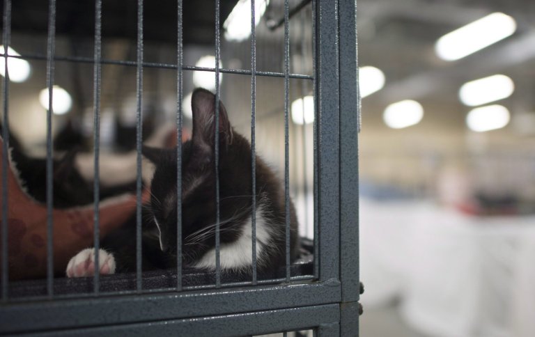 B.C. woman pleads guilty to attempting to euthanize cat with fentanyl: SPCA | iNFOnews.ca