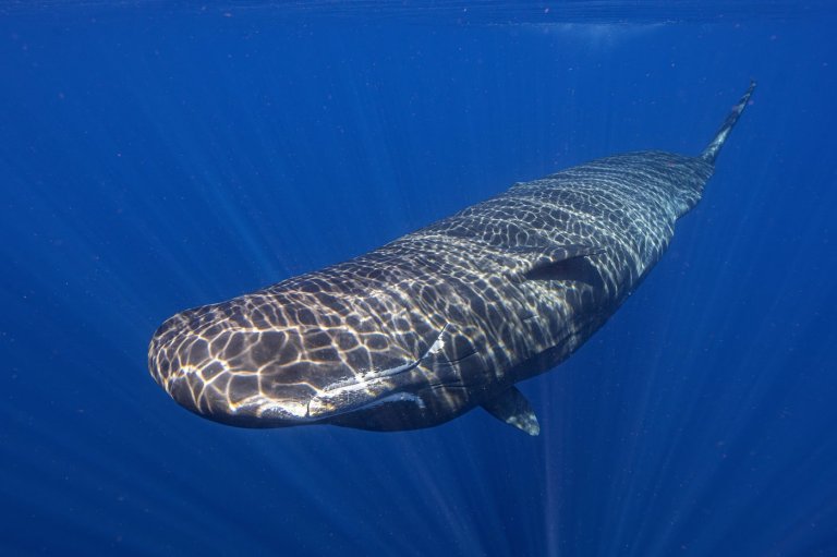Scientists captured female sperm whales on video working together during a birth to protect the calf | iNFOnews.ca
