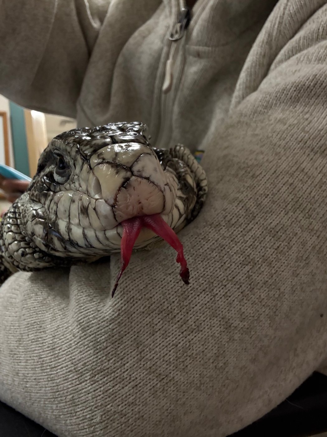 Freezing reptile dubbed 'Lizard in a blizzard' is rescued after being buried in Rhode Island snow | iNFOnews.ca Freezing reptile dubbed 'Lizard in a blizzard' is rescued after being buried in Rhode Island snow | iNFOnews.ca