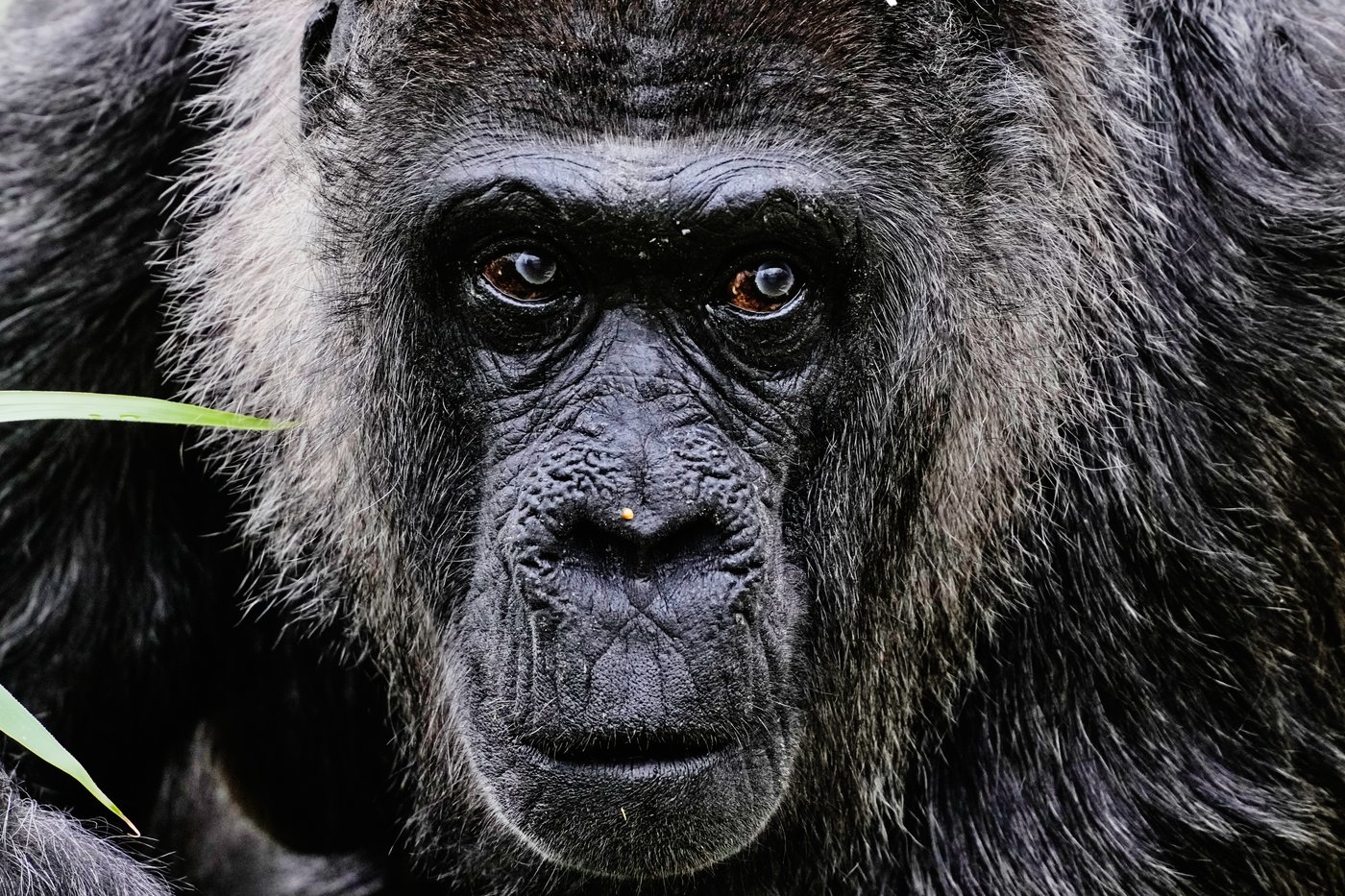 Fatou, the world's oldest gorilla living in captivity, celebrates her 69th birthday at Berlin Zoo | iNFOnews.ca Fatou, the world's oldest gorilla living in captivity, celebrates her 69th birthday at Berlin Zoo | iNFOnews.ca