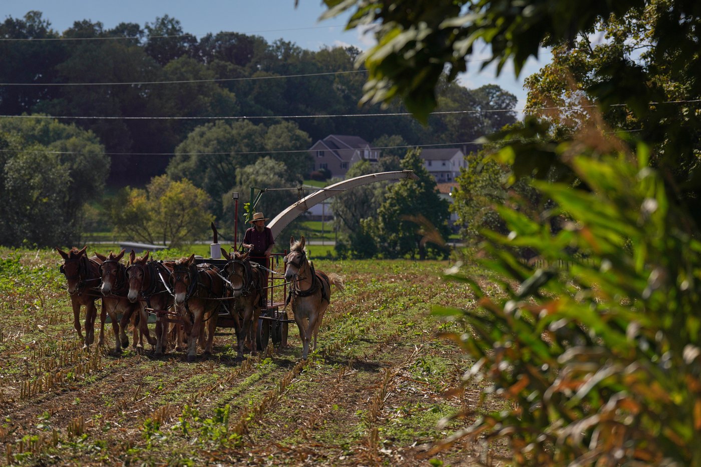 As a historic measles outbreak hits Pennsylvania Amish country, more show openness to vaccines | iNFOnews.ca As a historic measles outbreak hits Pennsylvania Amish country, more show openness to vaccines | iNFOnews.ca