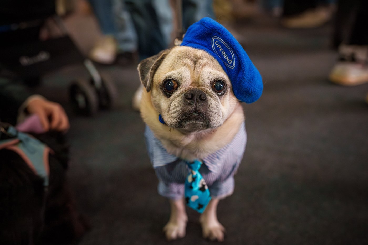 Photos of pets dressed up in costumes for Romania’s annual animal expo | iNFOnews.ca