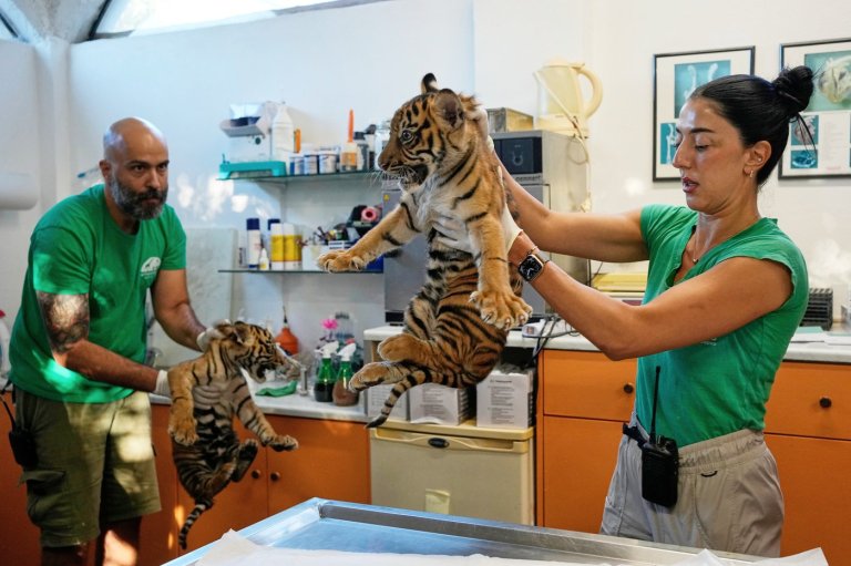 World's most endangered tigers born in Greece as zoos build a safety net | iNFOnews.ca