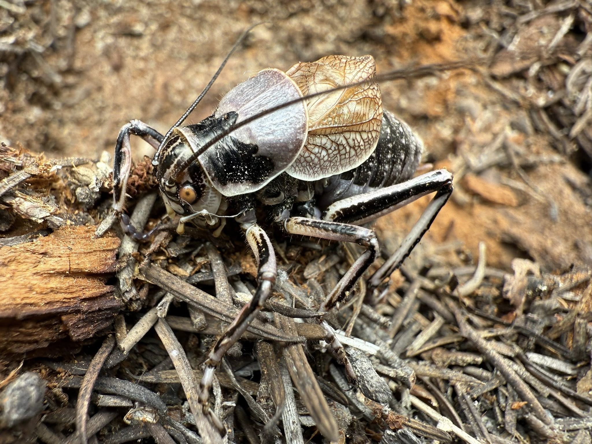A great grig is seen on the forest floor.