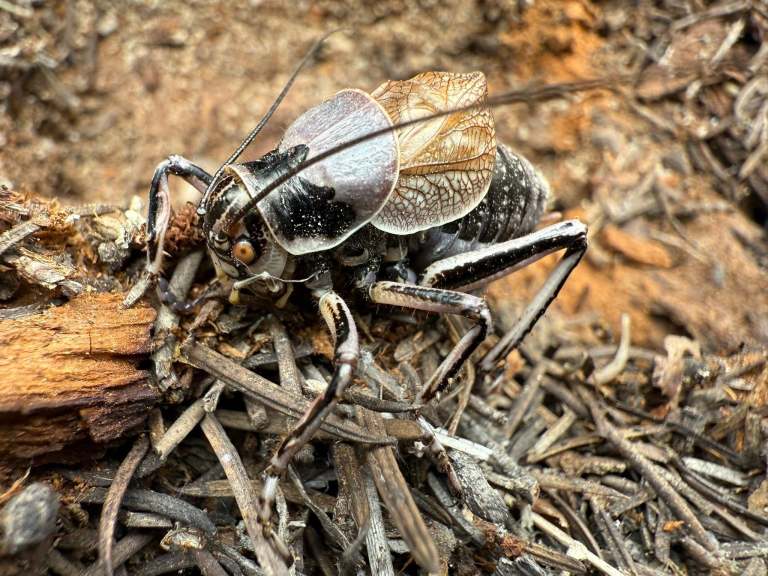 A great grig is seen on the forest floor.