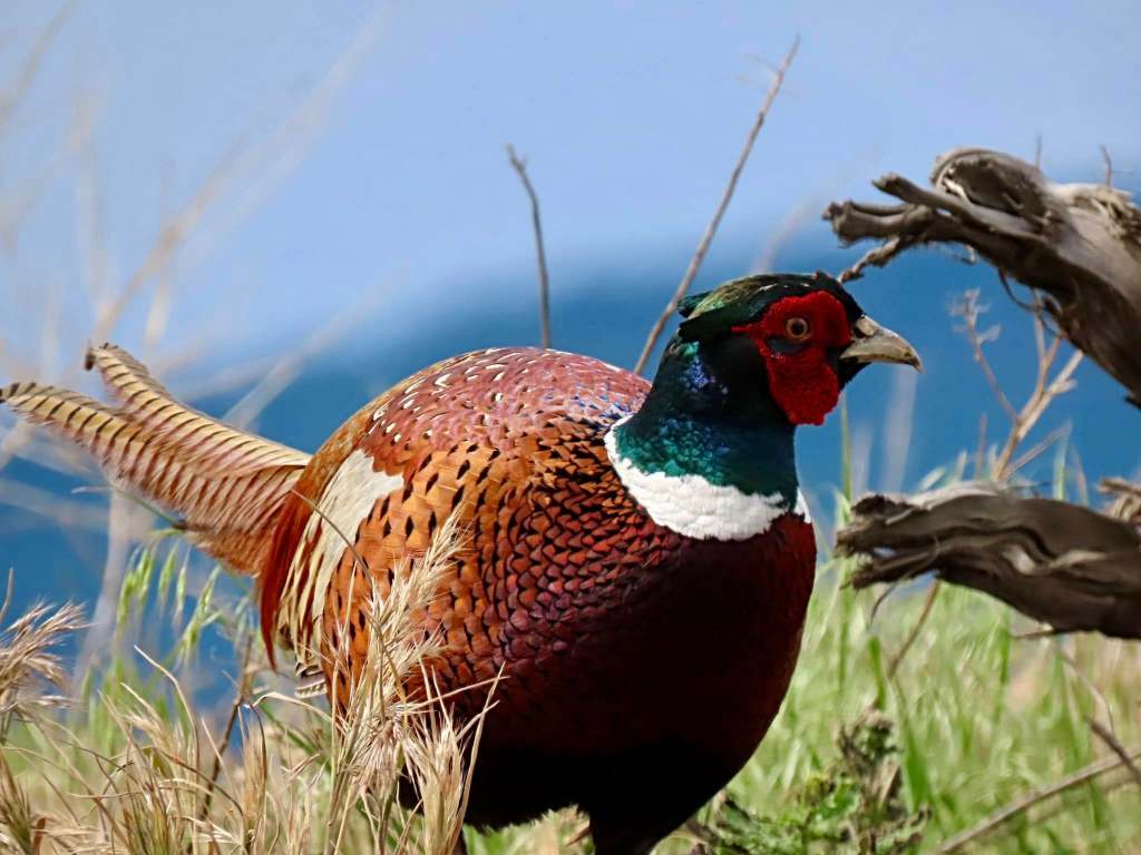iN PHOTOS: Lake Country photographer gets memorable moment with ring-necked pheasant | iNFOnews.ca iN PHOTOS: Lake Country photographer gets memorable moment with ring-necked pheasant | iNFOnews.ca