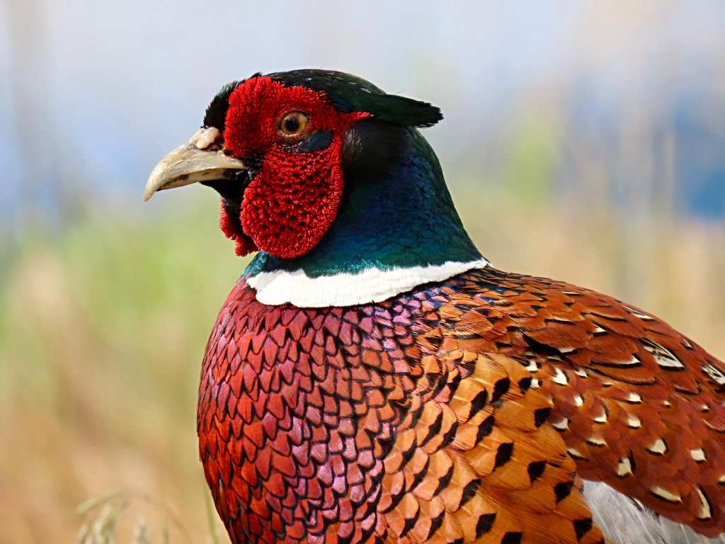 iN PHOTOS: Lake Country photographer gets memorable moment with ring-necked pheasant | iNFOnews.ca iN PHOTOS: Lake Country photographer gets memorable moment with ring-necked pheasant | iNFOnews.ca