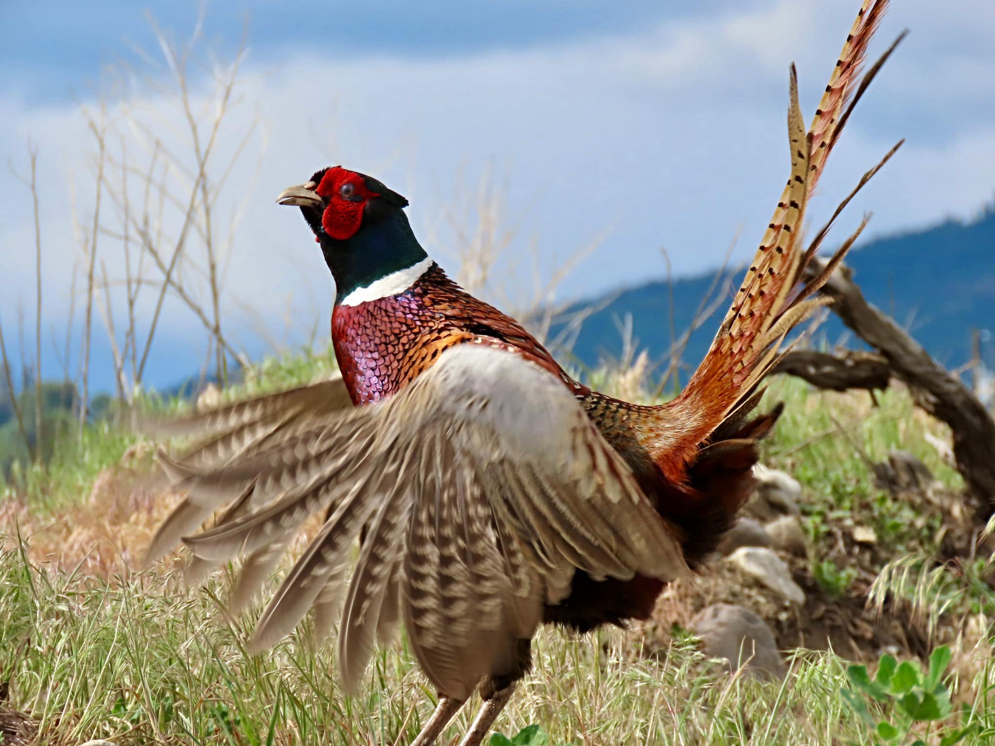 A ring-necked pheasant flaps its wings in a grassy field.