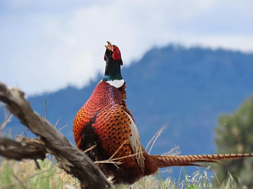 iN PHOTOS: Lake Country photographer gets memorable moment with ring-necked pheasant | iNFOnews.ca iN PHOTOS: Lake Country photographer gets memorable moment with ring-necked pheasant | iNFOnews.ca