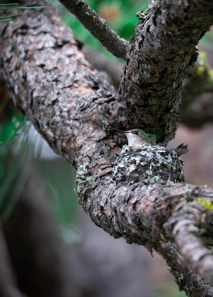 iN PHOTOS: Iridescent hummingbirds brighten backyards in Thompson-Okanagan | iNFOnews.ca