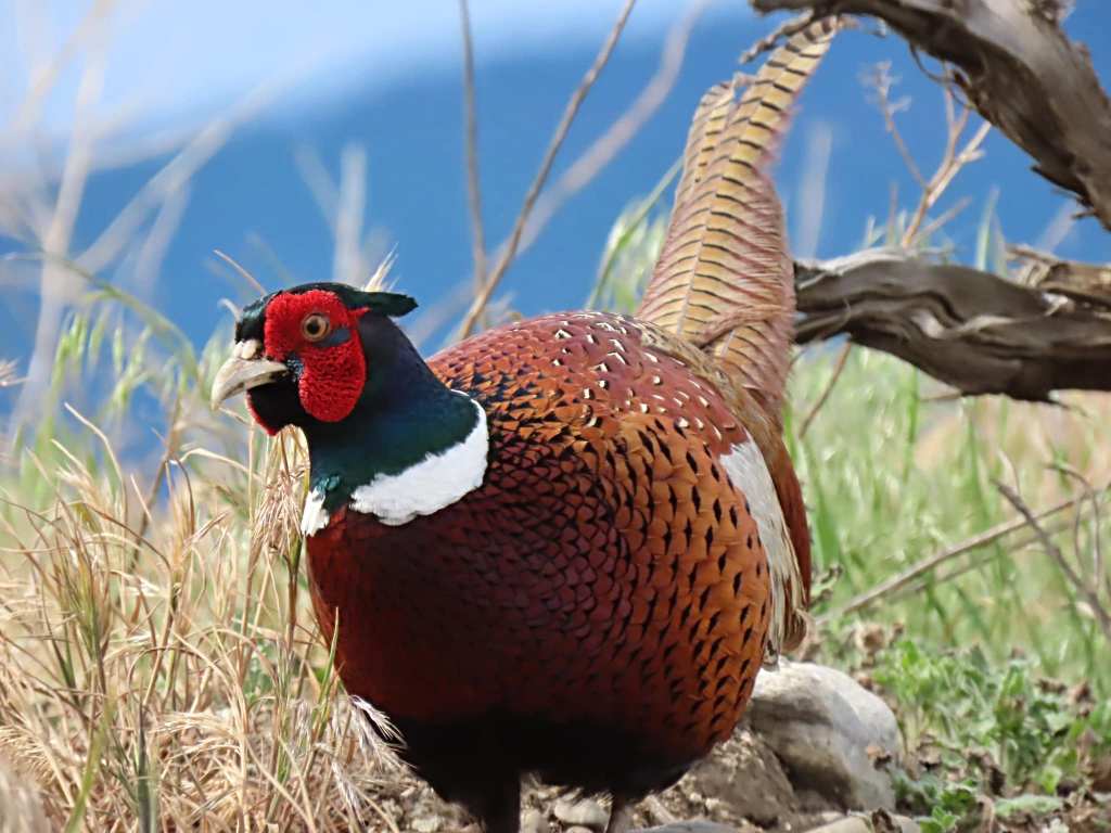iN PHOTOS: Lake Country photographer gets memorable moment with ring-necked pheasant | iNFOnews.ca iN PHOTOS: Lake Country photographer gets memorable moment with ring-necked pheasant | iNFOnews.ca