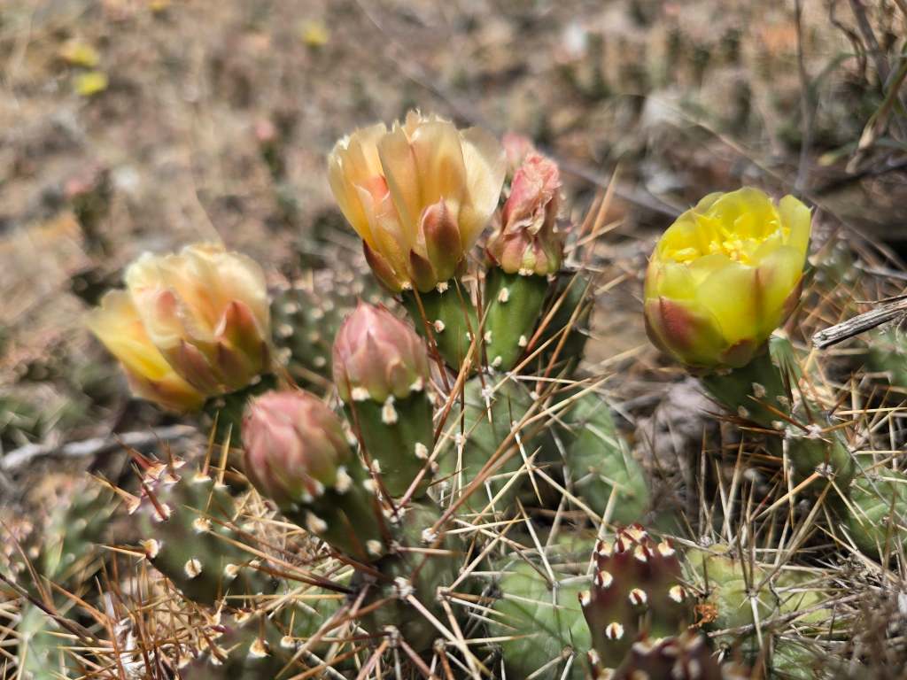 iN PHOTOS: Brief bloom of native cactus in Thompson-Okanagan beautifies grasslands | iNFOnews.ca iN PHOTOS: Brief bloom of native cactus in Thompson-Okanagan beautifies grasslands | iNFOnews.ca