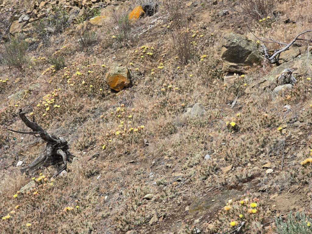 iN PHOTOS: Brief bloom of native cactus in Thompson-Okanagan beautifies grasslands | iNFOnews.ca iN PHOTOS: Brief bloom of native cactus in Thompson-Okanagan beautifies grasslands | iNFOnews.ca