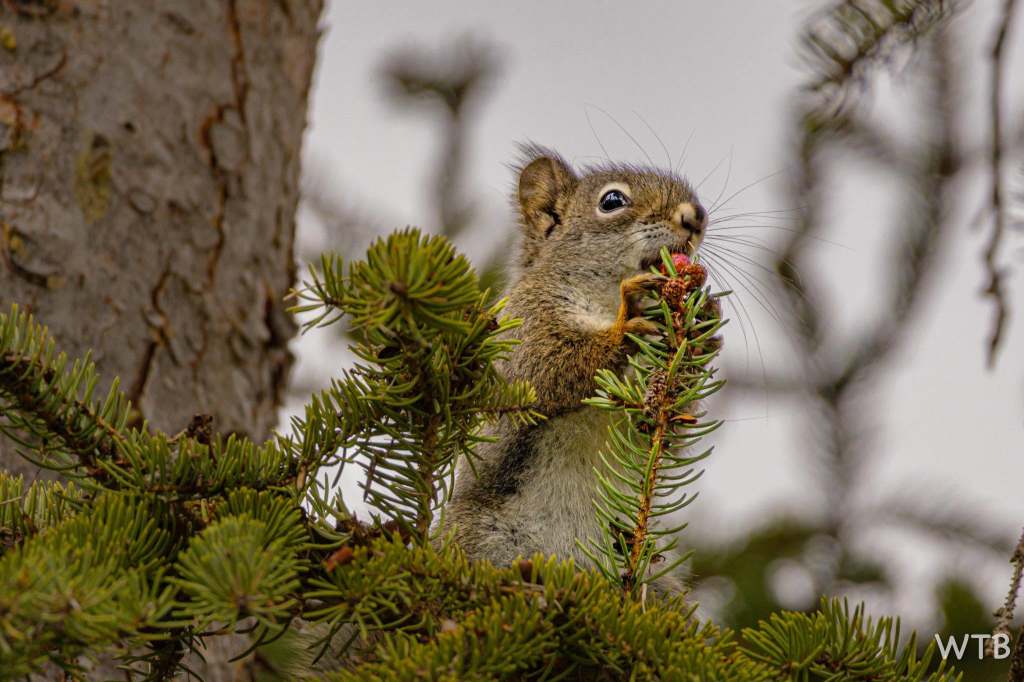 iN PHOTOS: Wildlife spotted feasting on berries in Thompson-Okanagan | iNFOnews.ca