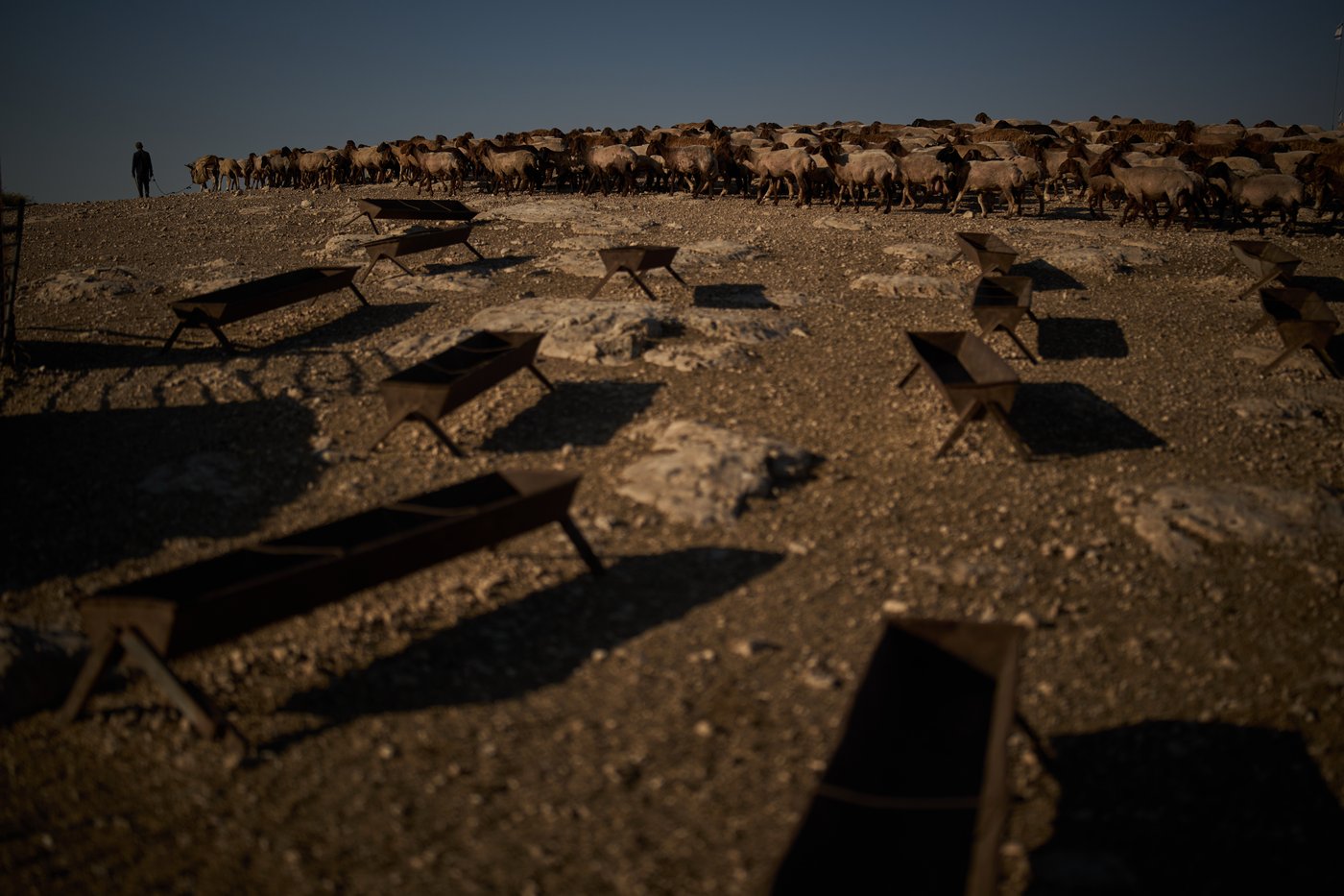PHOTO ESSAY: Palestinian shepherds endure life alongside Israeli settler outposts | iNFOnews.ca