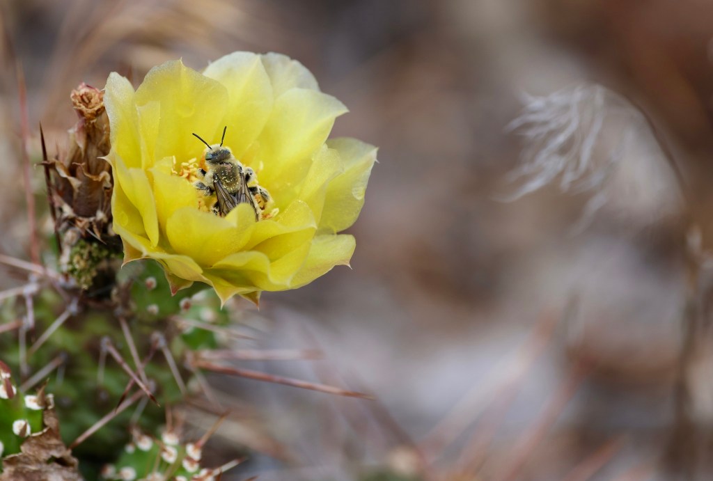 iN PHOTOS: Brief bloom of native cactus in Thompson-Okanagan beautifies grasslands | iNFOnews.ca iN PHOTOS: Brief bloom of native cactus in Thompson-Okanagan beautifies grasslands | iNFOnews.ca