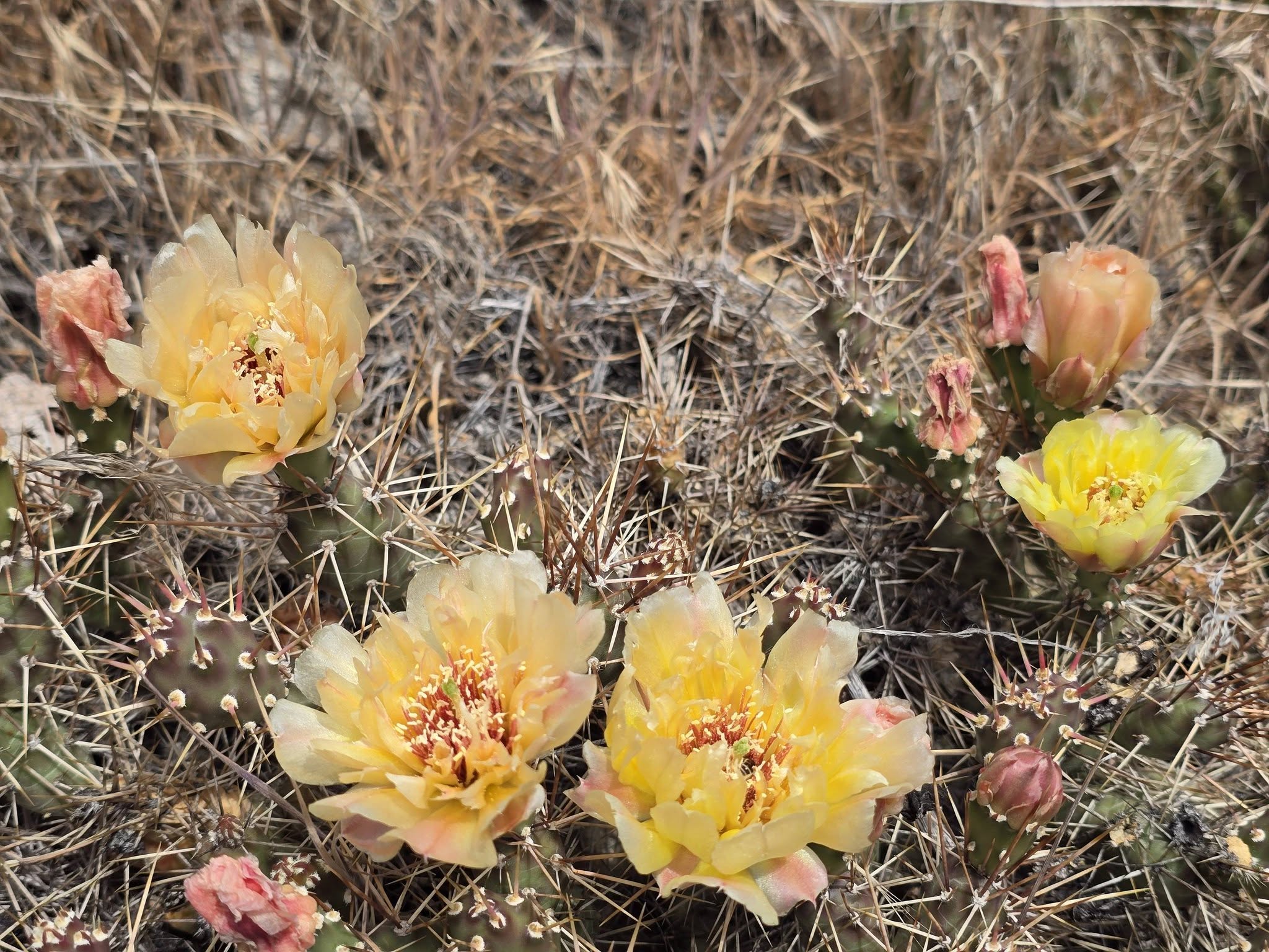 Cactus plants on grassy ground have yellow blossoms.