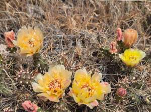 Cactus plants on grassy ground have yellow blossoms.