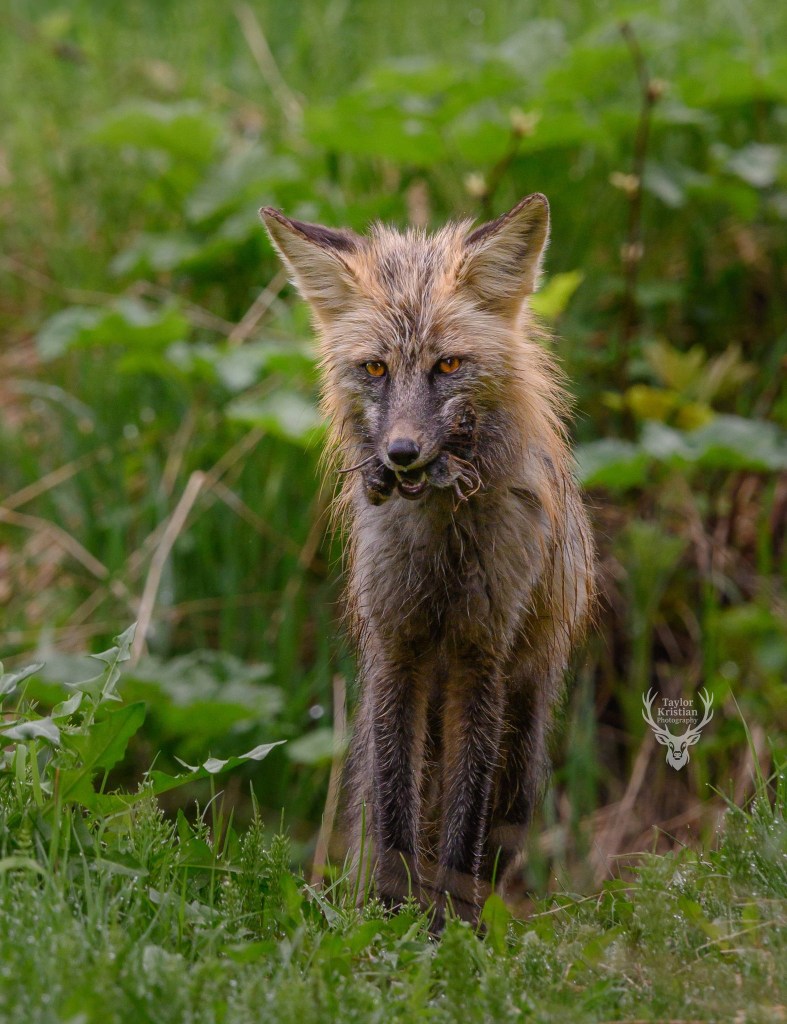 Kamloops photographer finds rare fox hunting at Sun Peaks Resort | iNFOnews.ca Kamloops photographer finds rare fox hunting at Sun Peaks Resort | iNFOnews.ca