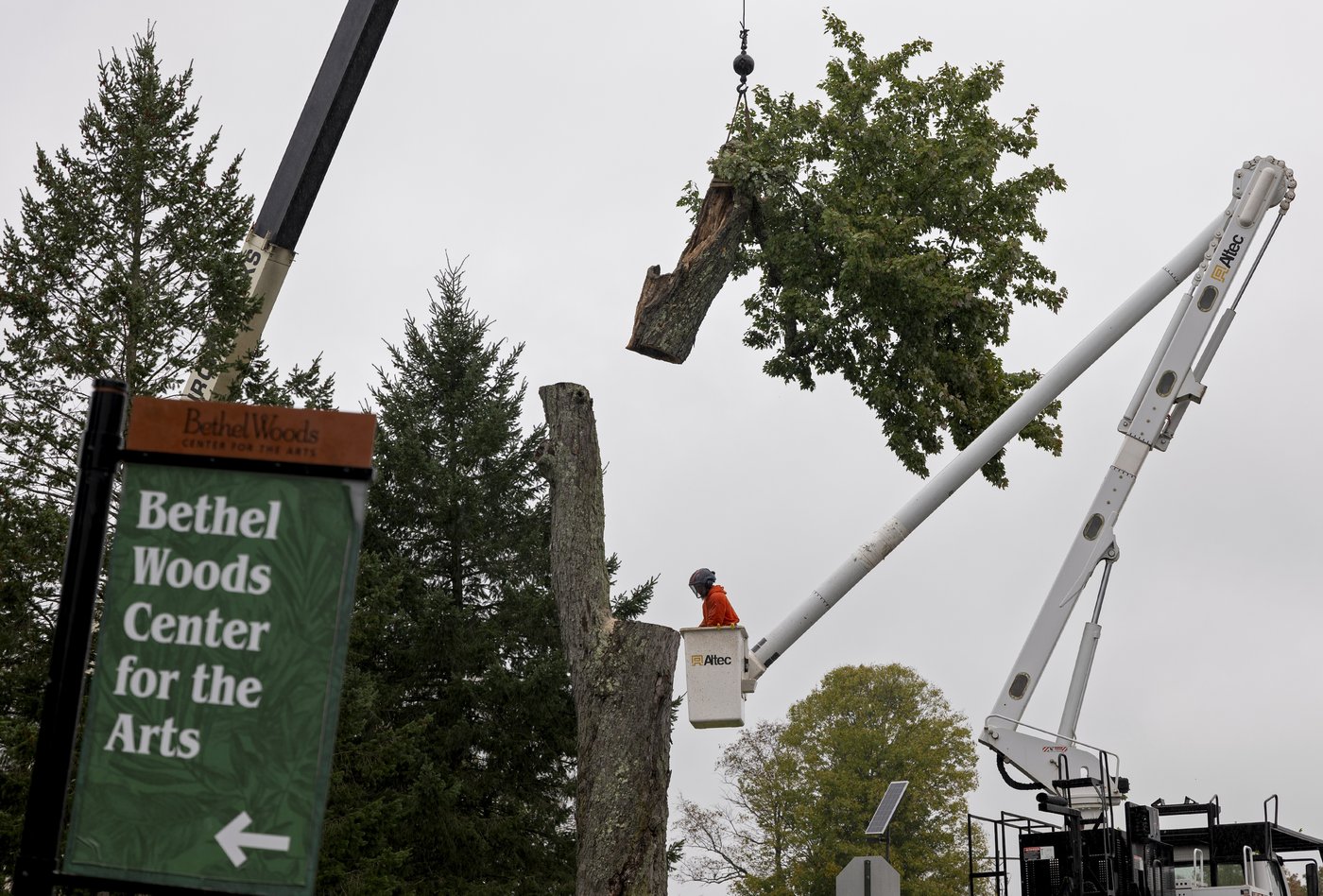 Aging and ailing, 'Message Tree' at Woodstock concert site is reluctantly cut down | iNFOnews.ca