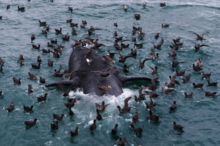 Scientists search for answers as baby whales wash up dead in Argentina | iNFOnews.ca