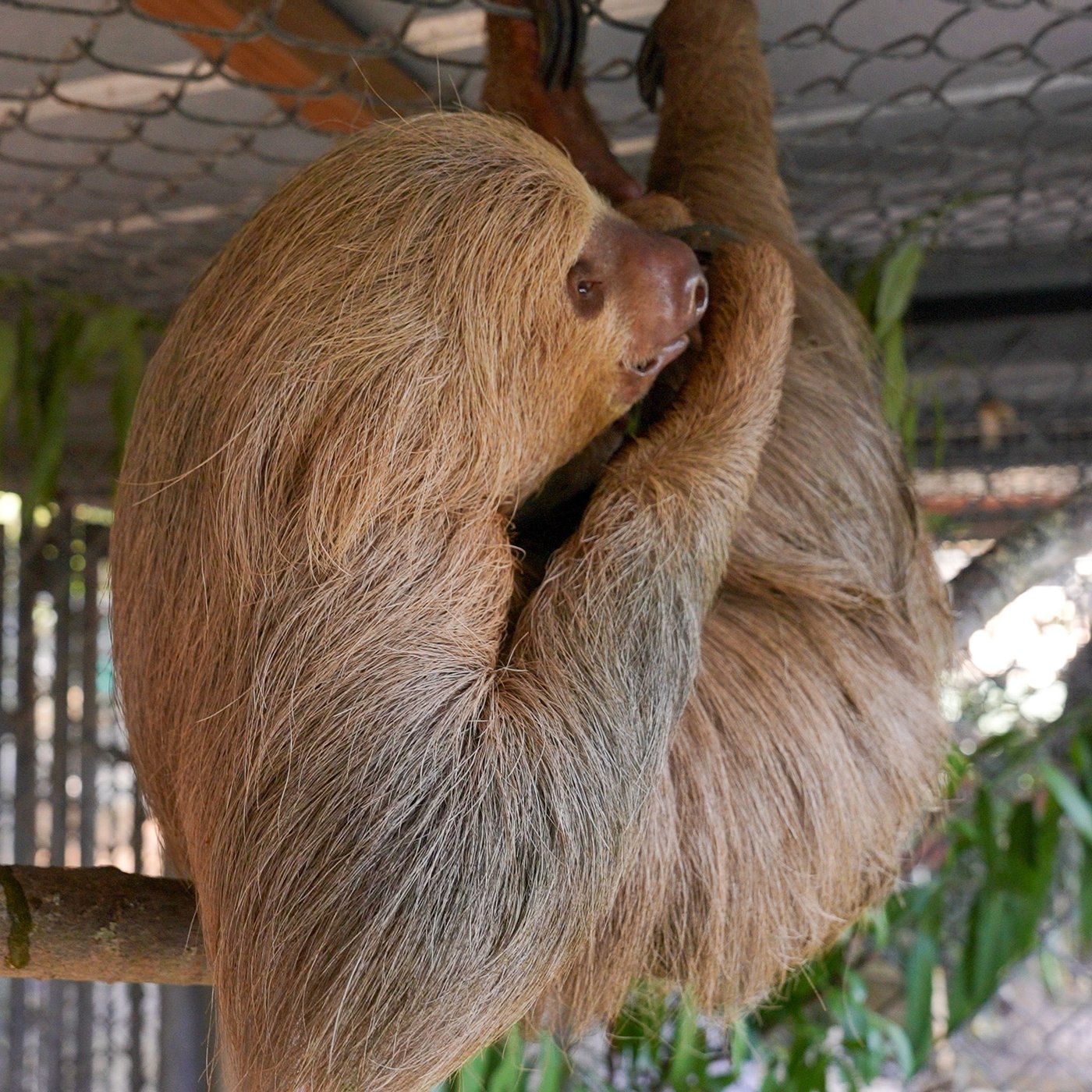 A second sloth dies after transfer to a central Florida zoo from troubled Sloth World | iNFOnews.ca
