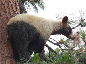 A bear cub has a coat that is half white and half black.