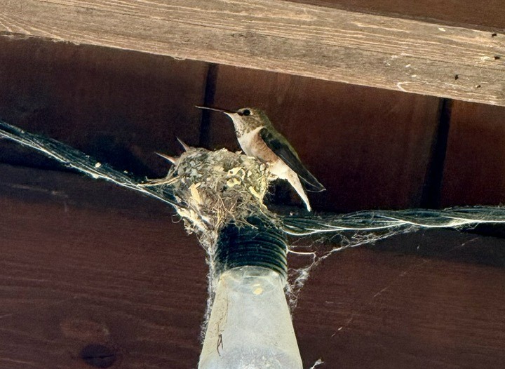 A hummingbird stands on its nest that is built on top of a lightbulb.