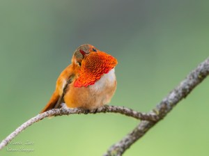 A bright orange hummingbird perches on a limb.