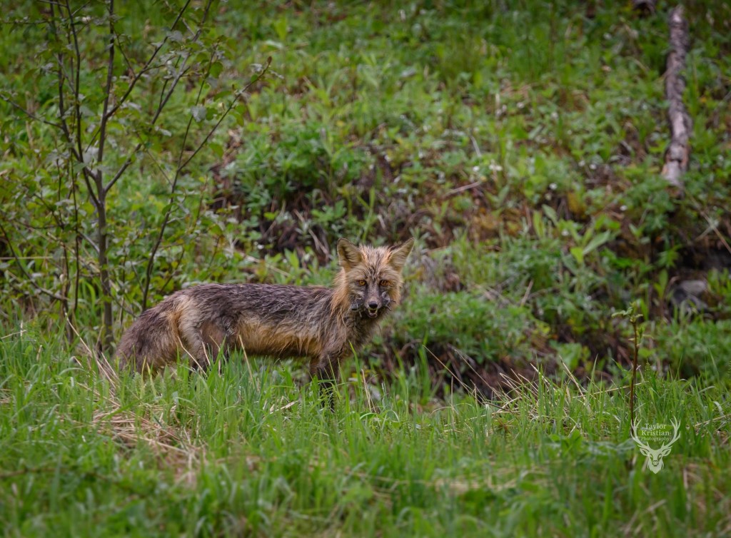 iN PHOTOS: Wild looking wildlife spotted in Thompson-Okanagan | iNFOnews.ca