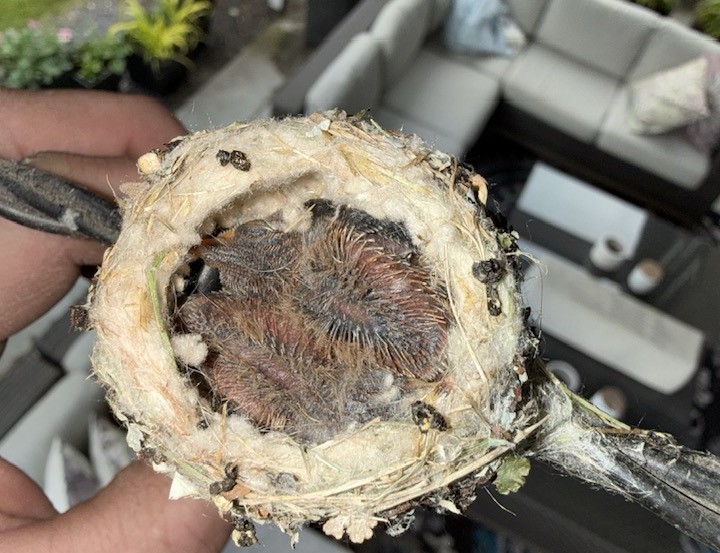 iN PHOTOS: Hummingbird builds nest, raises chicks on a porch light in Kelowna | iNFOnews.ca iN PHOTOS: Hummingbird builds nest, raises chicks on a porch light in Kelowna | iNFOnews.ca