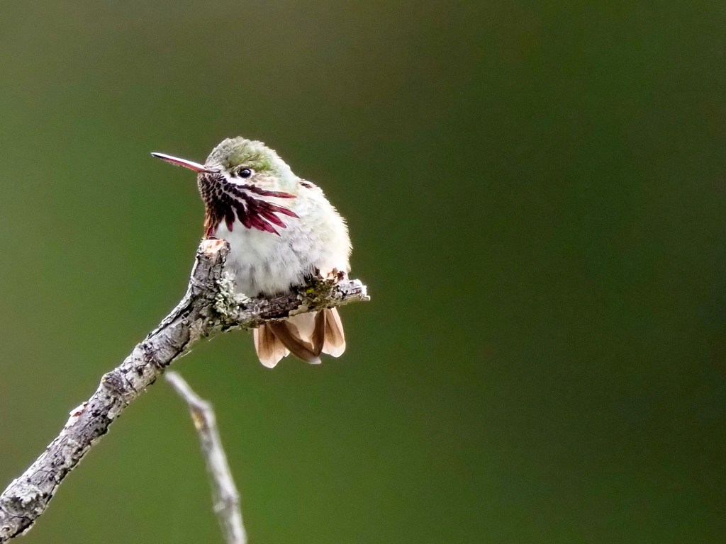 iN PHOTOS: Iridescent hummingbirds brighten backyards in Thompson-Okanagan | iNFOnews.ca