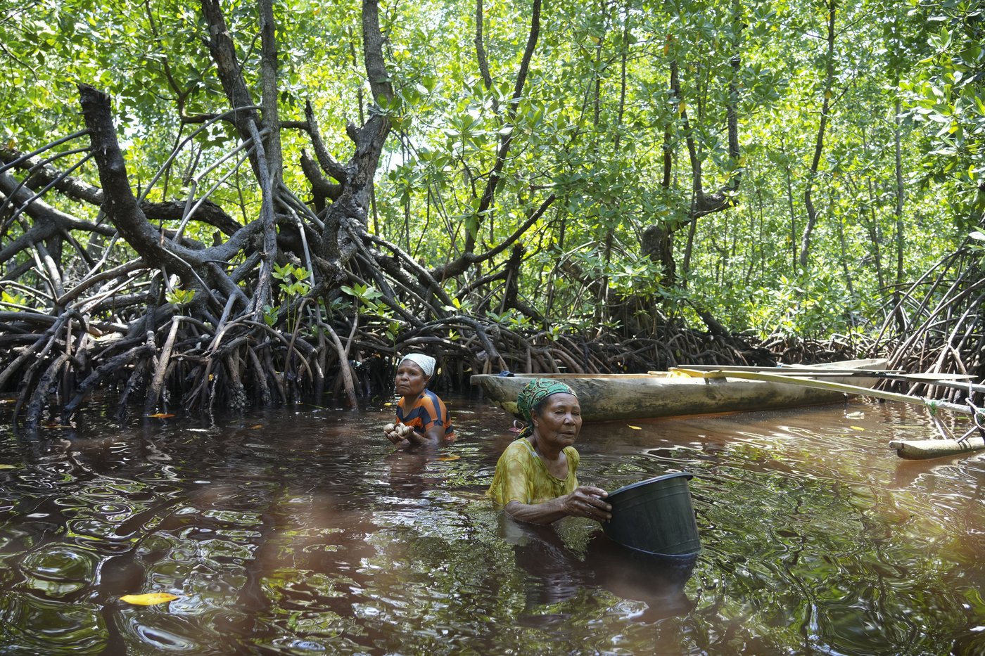 Papuan women's mangrove forest in Indonesia is increasingly threatened by development and pollution | iNFOnews.ca Papuan women's mangrove forest in Indonesia is increasingly threatened by development and pollution | iNFOnews.ca