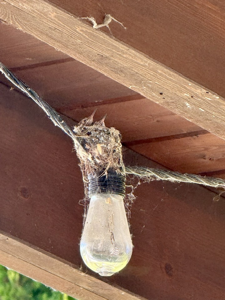 iN PHOTOS: Hummingbird builds nest, raises chicks on a porch light in Kelowna | iNFOnews.ca iN PHOTOS: Hummingbird builds nest, raises chicks on a porch light in Kelowna | iNFOnews.ca