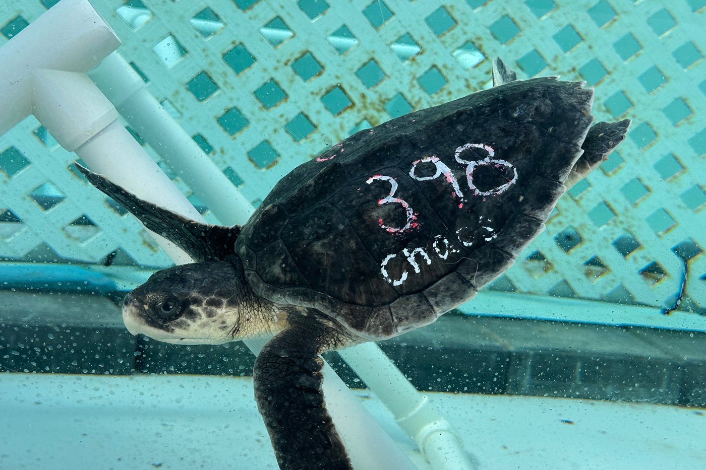 24 endangered sea turtles recovering in Florida after cold stunning off Cape Cod | iNFOnews.ca