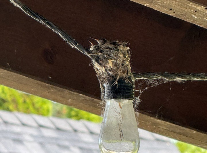 iN PHOTOS: Hummingbird builds nest, raises chicks on a porch light in Kelowna | iNFOnews.ca iN PHOTOS: Hummingbird builds nest, raises chicks on a porch light in Kelowna | iNFOnews.ca