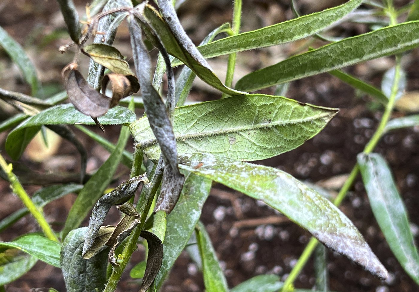 Fall cleanup in the garden doesn't mean what it used to | iNFOnews.ca
