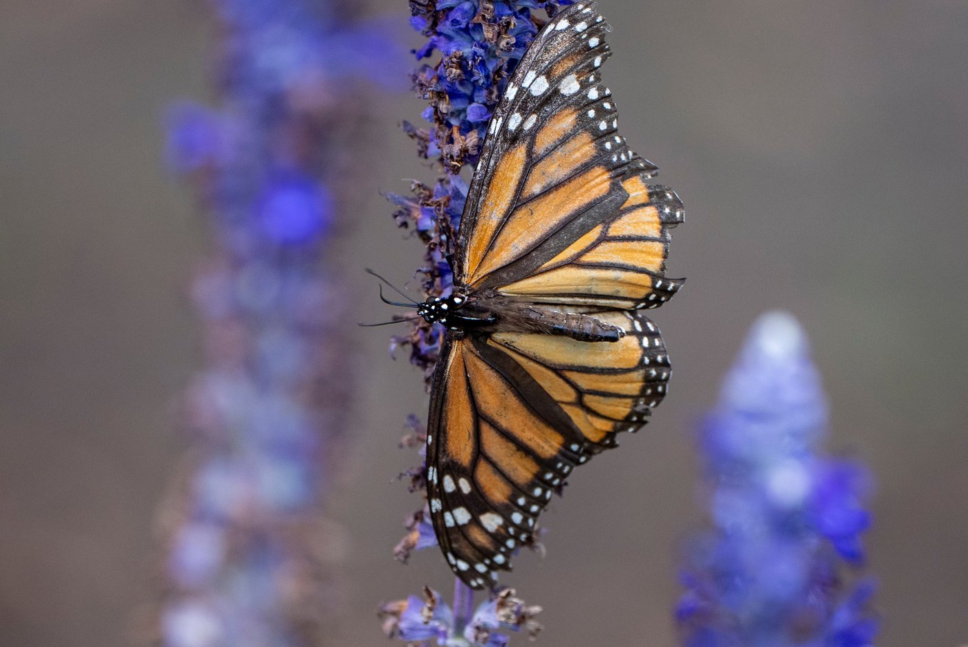 US cancels automatic protections for imperiled animals as critics warn of extinctions | iNFOnews.ca