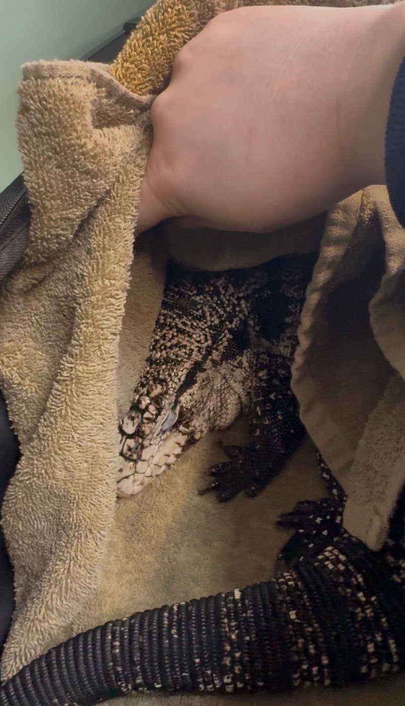 Freezing reptile dubbed 'Lizard in a blizzard' is rescued after being buried in Rhode Island snow | iNFOnews.ca Freezing reptile dubbed 'Lizard in a blizzard' is rescued after being buried in Rhode Island snow | iNFOnews.ca