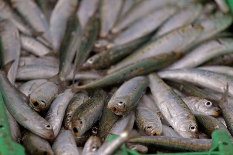 Scientists investigate if a herpes virus is behind the mass deaths of sardines off South Africa | iNFOnews.ca