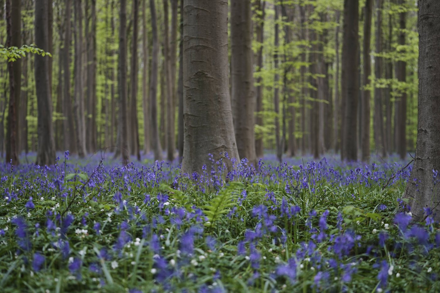 Bluebells and other spring flowers can be nature's antidote to stressful times | iNFOnews.ca Bluebells and other spring flowers can be nature's antidote to stressful times | iNFOnews.ca