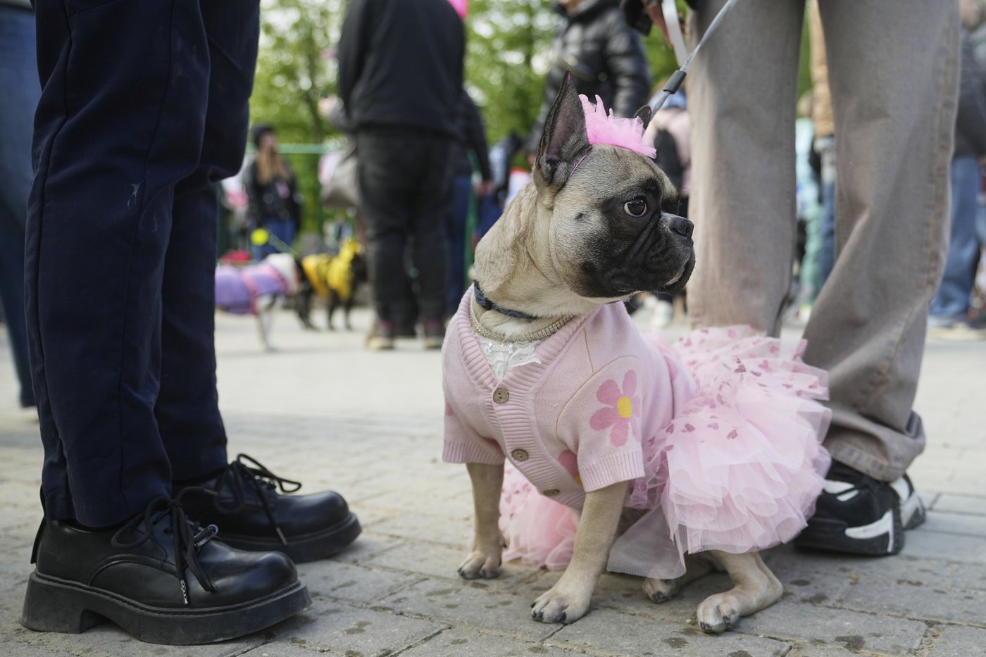 PHOTO COLLECTION: Russia French Bulldogs Parade | iNFOnews.ca PHOTO COLLECTION: Russia French Bulldogs Parade | iNFOnews.ca